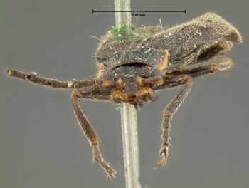 Media type: image; Entomology 33905   Aspect: head frontal view